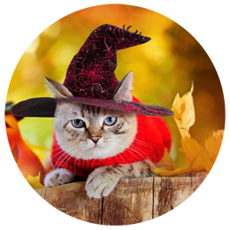 Cute Halloween costume for your cat.