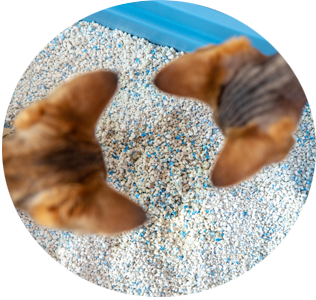 Cats using litter box